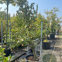 Pyrus c. 'Conference' GM container solitair