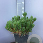 Pinus mugo mugo 50-60 cm 15L
