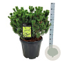 Pinus mugo 'Mumpitz' 50-60 cm 30L extra