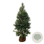 Pinus sylvestris 175-200 cm draadkluit extra