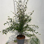 Cotoneaster franchetii 125-150 cm 5,0L