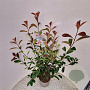 Photinia fraseri 'Red Robin' 90-100 cm 5,0L
