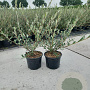 Salix repens 40-60 cm 2,0L
