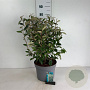 Elaeagnus ebbingei 60-80 cm 10L