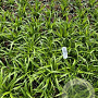 Carex pendula GM 2,0L