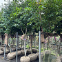 Prunus lusitanica Tico 250-300 cm draadkluit solitair