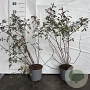Rosa glauca 60-80 cm 2,0L