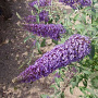 Buddleja d. Reve de Papillon Blue 30 cm 2,0L