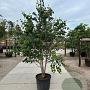 Cercidiphyllum japonicum 150-175 cm container meerstammig
