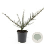 Cotoneaster microphyllus GM C1.3