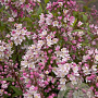 Deutzia rosea 'Campanulata' 25-30 cm 2,0L