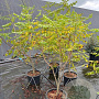 Koelreuteria paniculata 125-150 cm 20L