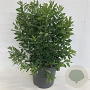 Myrica gale 50-60 cm 3,0L