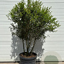 Osmanthus burkwoodii 110-120 cm container meerstammig Parasol