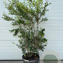 Osmanthus burkwoodii 125-150 cm container meerstammig