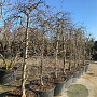 Parrotia persica 'Pendula' 200-225 cm container dia 100-120