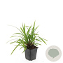 Carex morrowii 'Irish Green' GM P9