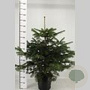 Abies nordmanniana 60-80 cm met kluit