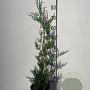 Cupressocyparis leylandii 80-100 cm 3,0L