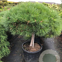Pinus nigra 'Pierrick Bregeon' halfstam cont. 80L