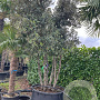 Quercus ilex 400-425 cm container solitair meerstammig
