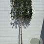 Quercus ilex 10-12 HO container 170 cm stam
