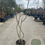 Rhus typhina 100-150 cm 18L meerstammig