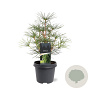 Sciadopitys verticillata 30-40 cm 5,0L