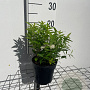 Spiraea jap. 'Albiflora' GM C1.3