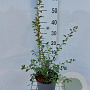 Spiraea vanhouttei 30-40 cm 3,0L