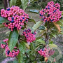 Viburnum nudum 'Pink Beauty' 30 cm 3,0L