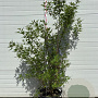 Vitex agnus-castus 100-120 cm container