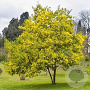 Acacia dealbata 300-350 cm draadkluit meerstammig 3-4 tak