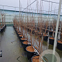 Acer griseum 125-150 cm container solitair