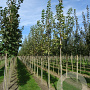 Acer plat. 'Drummondii' 10-12 HO draadkluit 3 X verplant