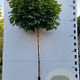 Acer plat. 'Globosum' 8-10 HO container 180 cm stam