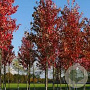 Acer rubrum Red Sunset 12-14 HO draadkluit 3 X verplant