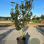 Acer rufinerve 200-250 cm container meerstammig