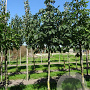 Aesculus hippocastanum 12-14 HO draadkluit 3 X verplant