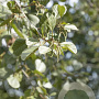 Alnus glutinosa 16-18 HO draadkluit 3 X verplant