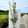 Amelanchier laevis 'Snowflakes' 200-250 cm container meerstammig