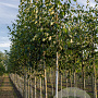 Betula papyrifera 25-30 HO draadkluit 3 X verplant