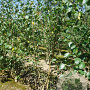 Betula utilis 'Doorenbos' 150-175 cm draadkluit meerstammig