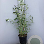 Buddleja d. 'Black Knight' 60-80 cm 7,5L