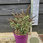 Buddleja d. B. Candy Little Purple 30-40 cm 3,0L