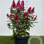 Buddleja d. B. Candy Little Ruby 30-40 cm 3,0L