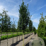 Carpinus bet. 'Lucas' 10-12 HO container