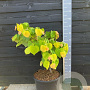 Cercis can. The Rising Sun 60-80 cm 30L