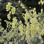 Corylopsis glabrescens 100-125 cm draadkluit struik