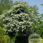 Crataegus monogyna 10-12 HO container